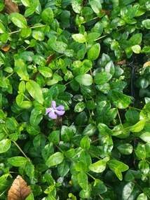 Vinca minor 'Flower Power' - pot 9x9 cm