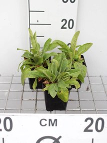 Verbascum olympicum - pot 9x9 cm