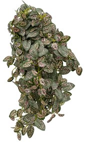 Hypoestes phyllostachya Kunstplant - 40 cm