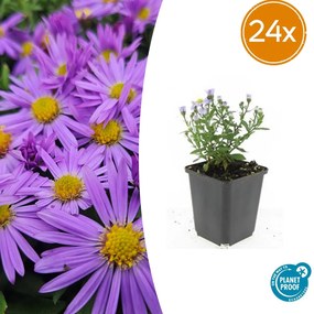 Aster 'Prof. Anton Kippenberg' - 20cm