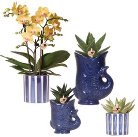 Combi deal - Orchidee Lima + succulenten in keramieken sierpotten