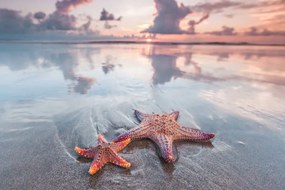 Foto Starfish on beach, IvanMikhaylov