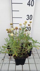 Santolina chamaecyparissus 'Edward Bowles' - pot 9x9 cm