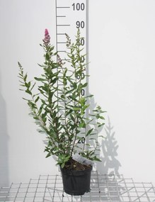 Spiraea x billardii - pot 3L - 40-60 cm
