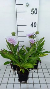 Stokesia laevis - pot 9x9 cm -