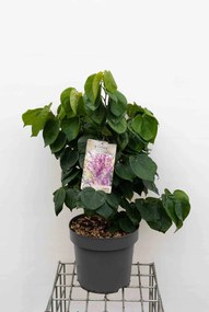 Cercis chinensis 'Avondale' - pot 12L - 60-80 cm