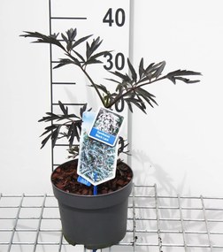 Sambucus nigra'Eva'(Black Lace) - pot - 30-40 cm