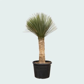 Yucca Rostrata - 200cm