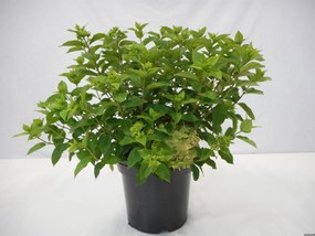 Hydrangea paniculata 'Jane' (Little Lime) - pot 12L - 60-80 cm