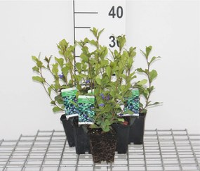 Ceratostigma plumbaginoides - pot 9x9 cm -