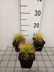 Festuca glauca 'AMIGOL 25' (Amigold, Amigold) - pot 9x9 cm -