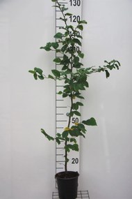 Carpinus betulus - pot - 80-100 cm -
