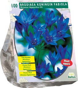 Baltus 'Brodiaea Fabiola' - voorjaarsbloeiers - 100 bollen - Najaarsbloembollen