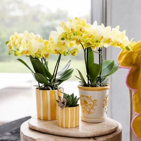 Orchidee Albenga (Phalaenopsis) inclusief Malaga sierpot geel