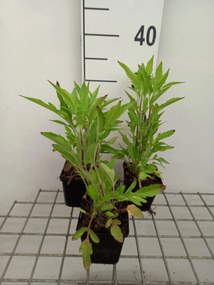 Rudbeckia triloba - pot 9x9 cm -