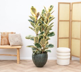 Ficus Elastica Tineke struik - 150cm