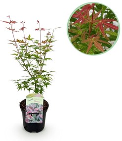 Japanse Esdoorn Phoenix - Roze - 70cm