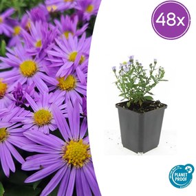 Aster 'Prof. Anton Kippenberg' - 20cm