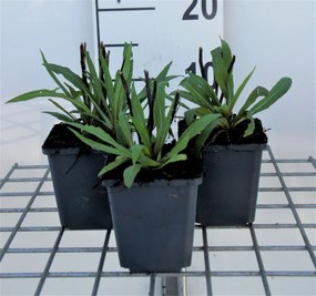 Helenium'Moerheim Beauty'- pot 9x9 cm - Zonnekruid