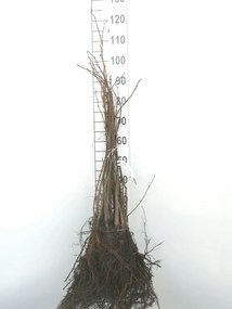 Tilia cordata - blote wortel - 60-90 cm -