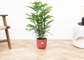 Araucaria (kamerden) - 100cm