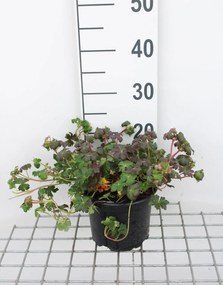 Geranium x cantabrigiense 'St Ola' - pot 2L