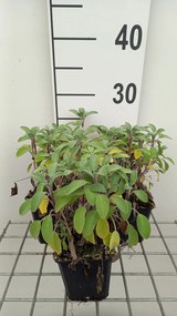 Salvia officinalis 'Growers Friend' - pot 9x9 cm