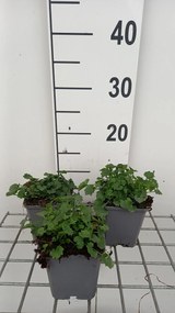 Campanula portenschlagiana 'Catharina' - pot 9x9 cm -