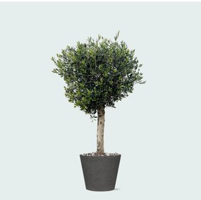 Combi deal - Olea Lorc inclusief Bucket - 180 cm