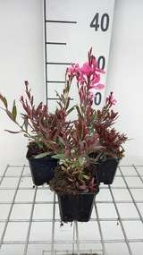 Gaura lindheimeri 'Crimson Butterflies' - pot 9x9 cm