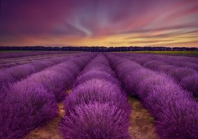 Foto Lavender field, Nikki Georgieva V, (40 x 26.7 cm)