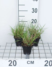 Pennisetum alopecuroides 'Gelbstiel' - pot 9x9 cm