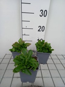 Chiastophyllum oppositifolium - pot 9x9 cm