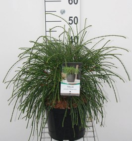 Thuja plicata 'Whipcord' - pot - 25-30 cm -