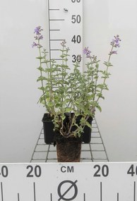 Nepeta 'Six Hills Giant' - pot 9x9 cm -