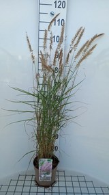 Pennisetum 'Karley Rose' - pot 3L -