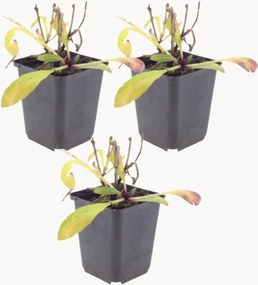 Planten Sneezeweed Helenium Moerheim Beauty, 3-delig