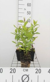 Phlox 'Bright Eyes' - pot 9x9 cm -