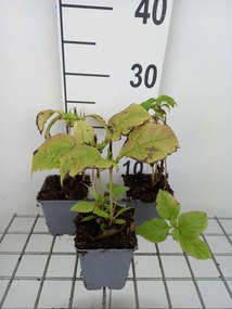 Eupatorium purpureum - pot 9x9 cm -