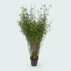 Fargesia Nitida bamboe - 170 cm