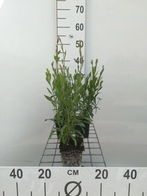 Gaura lindheimeri 'Whirling Butterflies' - Prachtkaars - pot 9x9 cm -