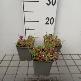 Aubrieta 'Regado Red' - pot 9x9 cm