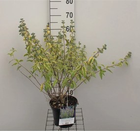 Caryopteris x clandonensis 'Summer Sorbet' - pot - 30-40 cm -