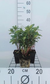 Euphorbia amygdaloides var. robbiae - pot 9x9 cm -