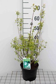 Philadelphus 'Manteau d'Hermine' - pot - 40-50 cm -