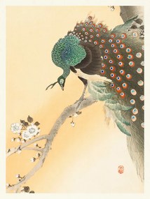 Kunstreproductie Peacock & Cherry Blossom, Ohara Koson