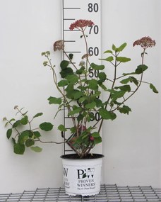 Hydrangea arborescens 'NCHA1' (Invincibelle, Pink Annnabelle) - pot 3L