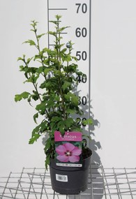 Hibiscus syriacus 'Woodbridge' - pot - 40-60 cm