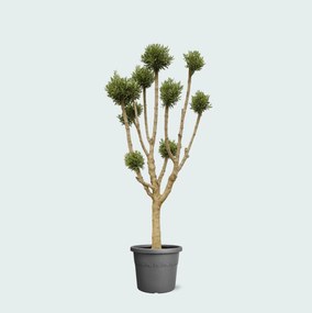 Olea Pom Pon XXL - 250cm