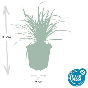 24x Liriope muscari 'Big Blue' - ↕10-25cm - Ø9cm